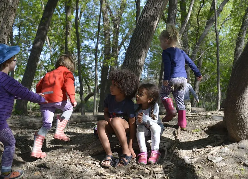 Children climbing and sitting among trees in the forest classroom at Minneapolis Nature Preschool